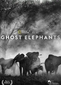追寻幽灵大象