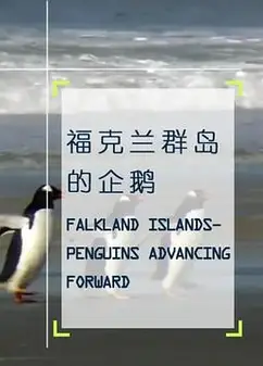 企鹅之岛：福克兰