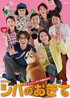 柴犬的规矩我们这群狗痴编辑部